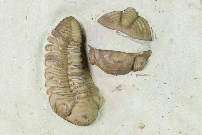 Kainops Trilobite With Enrolled Lochovella - Oklahoma #144811